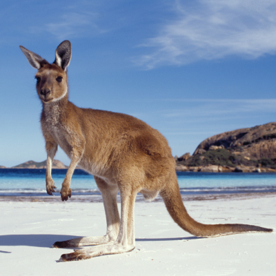 Kangaroo Beach